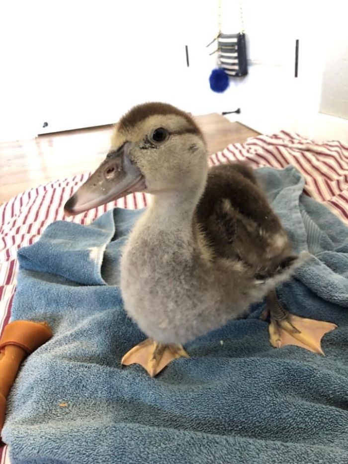 The saved duck