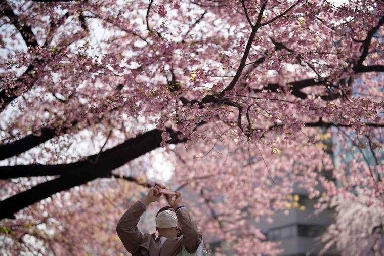 tokyo, cherry blossoms