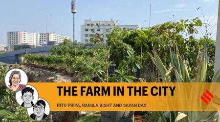 Urban agriculture can help make cities sustainable and liveable