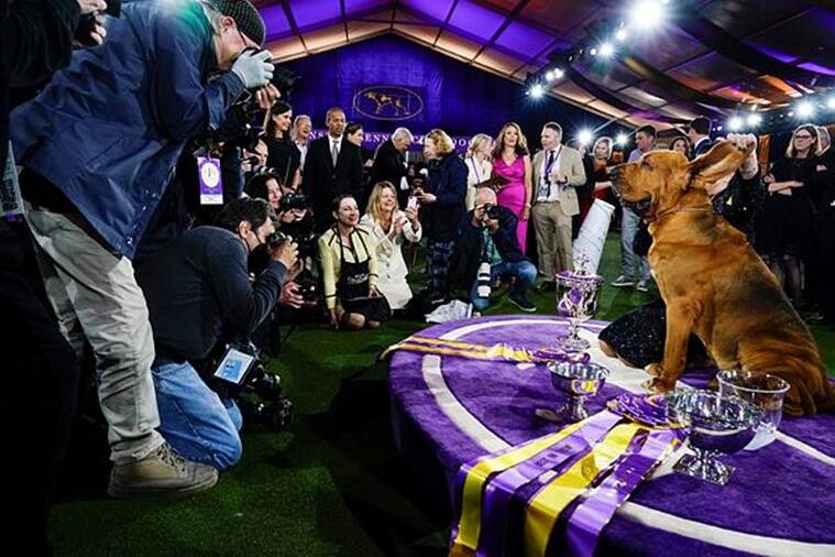 bloodhound, Trumpet the bloodhound, Westminster Kennel Club Dog Show, Trumpet the dog, Trumpet pictures, dog competition, dog show, indian express news