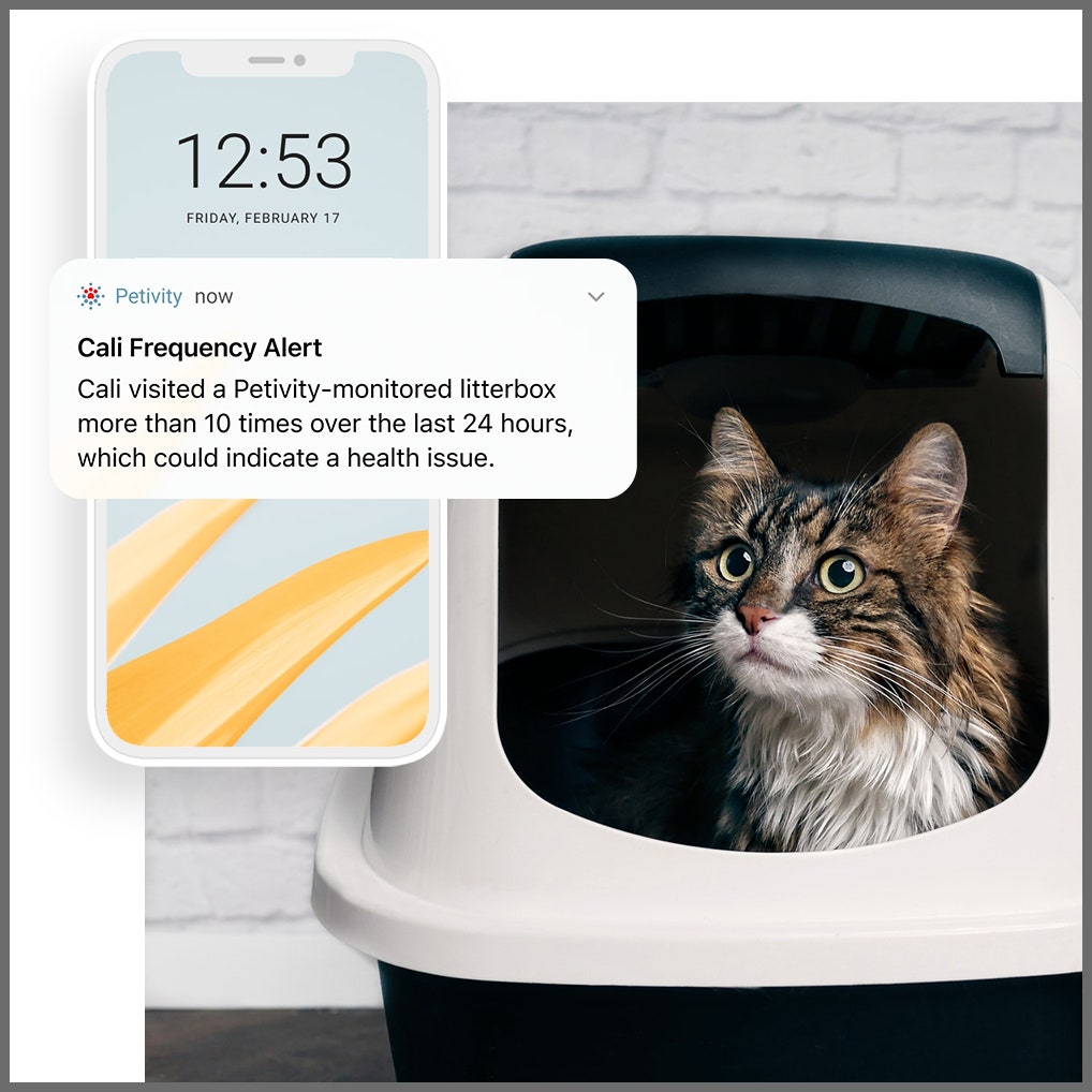 cat screenshot