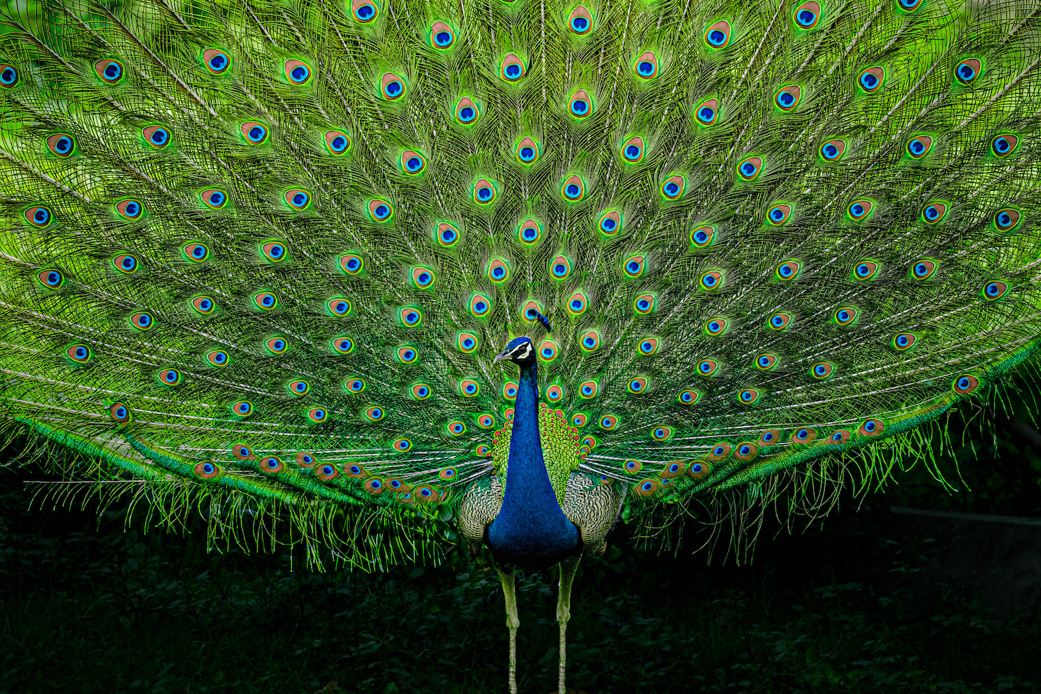 Close-up of peacock,New Delhi,Delhi,India
