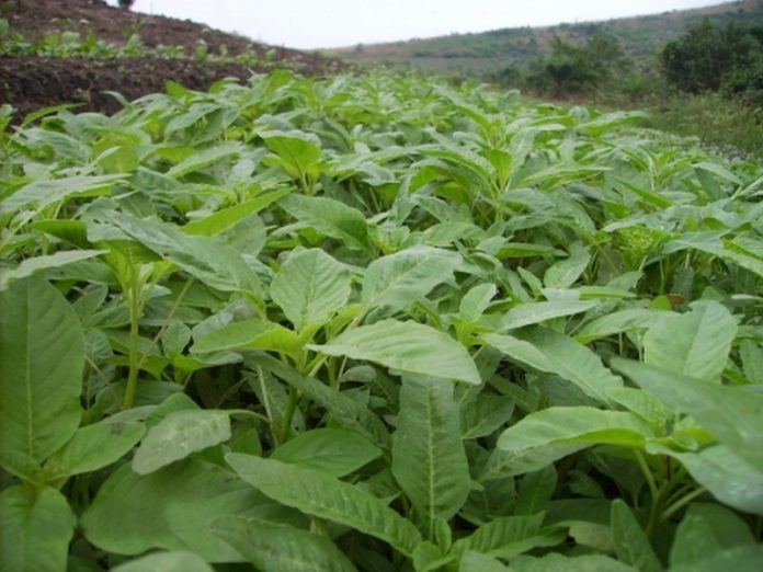 Amaranthus-cruentus (Copy)