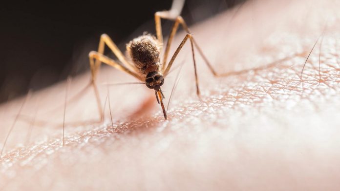 Malaria