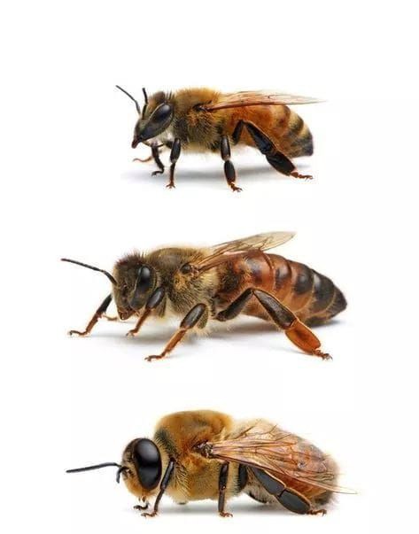 3 Animals That Die Immediately After Mating, See Photos And Why - 3 Animals That Die Immediately After Mating, See Photos And Why -
