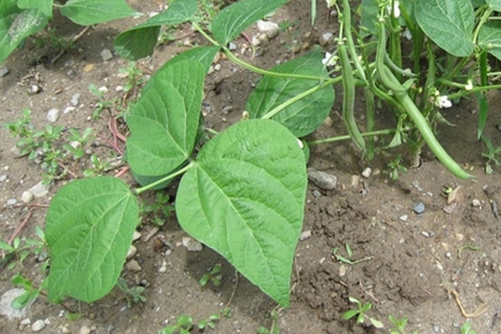 Phaseolus vulgaris (kidney bean): Go Botany