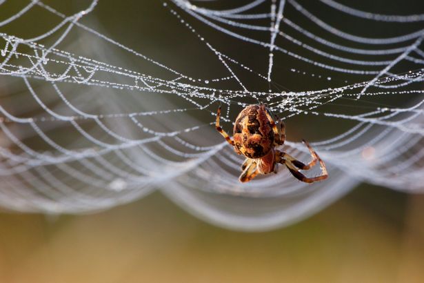 The insects flee at the smell of peppermint, eucalyptus and citrus