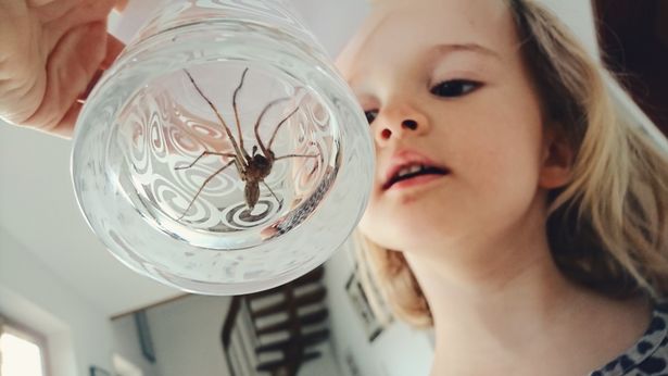 Ladybirds should be welcomed into your home as they kill and eat up to 50 bugs each day