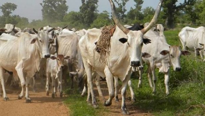 cows cows