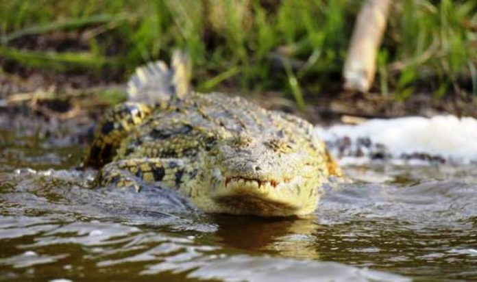 Crocodile