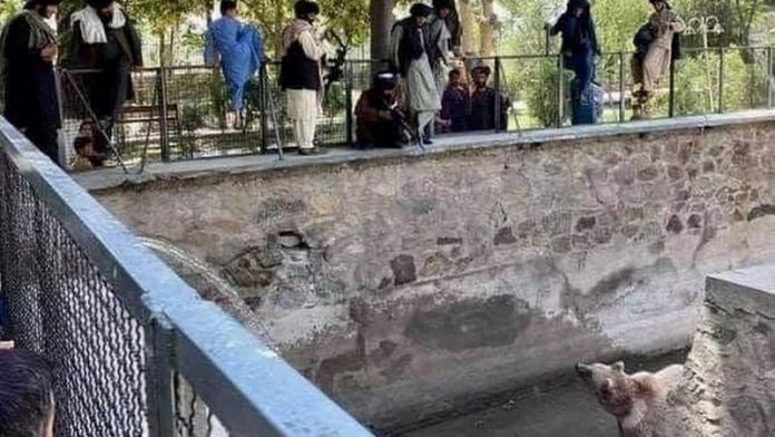 Taliban fighter ‘points gun at miserable bear at Kabul Zoo'