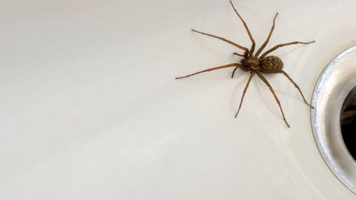 spider