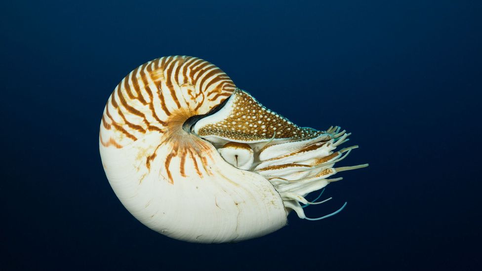 The Fibonacci sequence can even be found in nature, such as in the design of nautilus shells (Credit: Reinhard Dirscherl/ullstein bild via Getty Images)