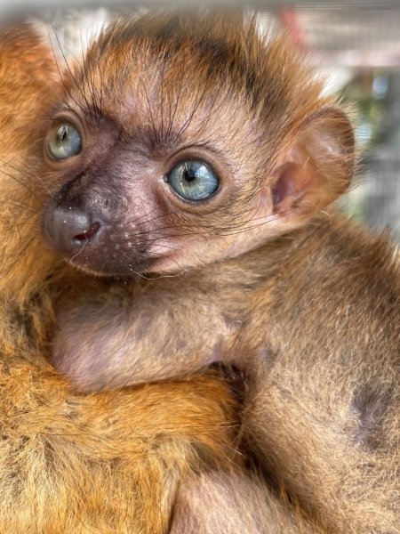 'Critically endangered' blue-eyed black lemur born at Florida zoo