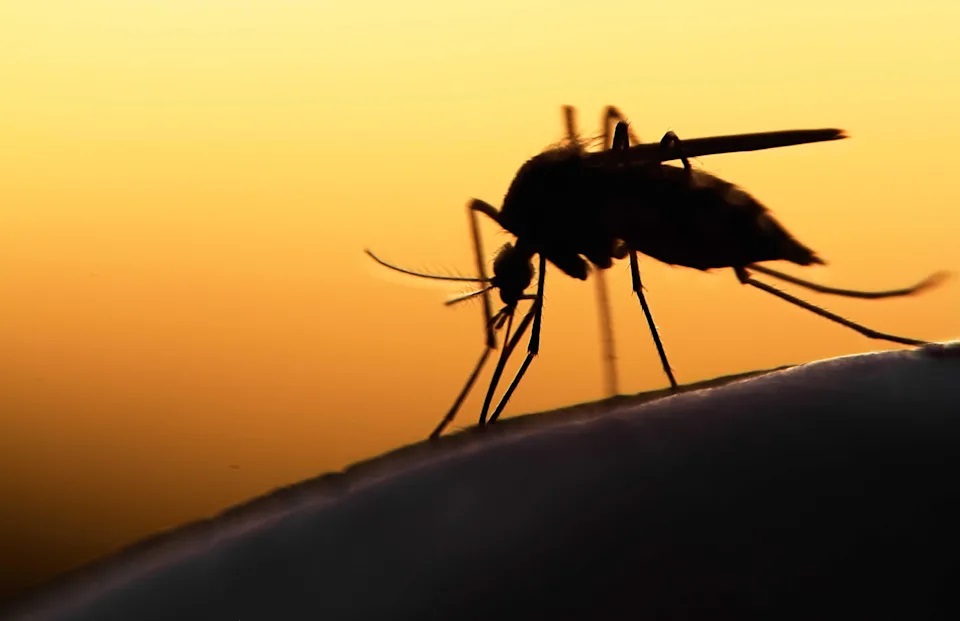 2 billion genetically modified mosquitos are about to be released in the US 2 billion genetically modified mosquitos are about to be released in the US