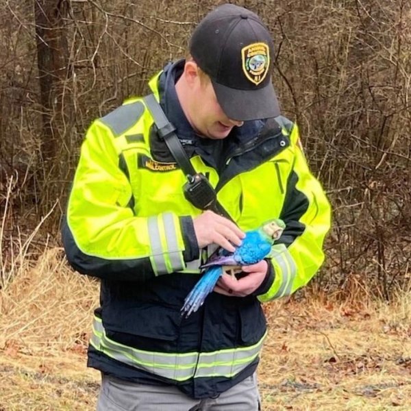 New Jersey animal control officer called to capture fake parrot