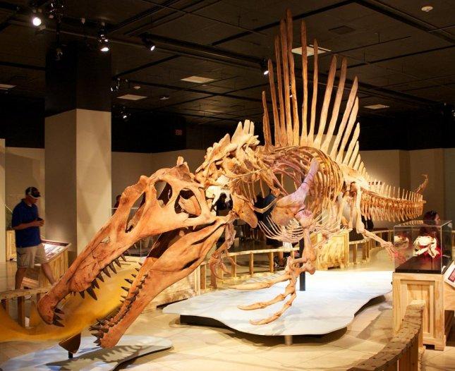 Researchers find Spinosaurus' dense bones allowed it to hunt underwater