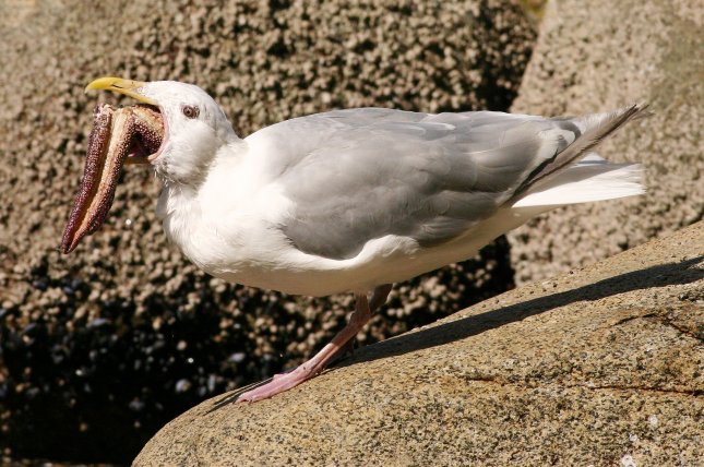 Venice hotels arming guests with water guns to ward off seagulls