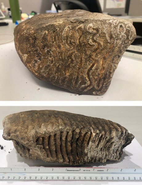 Woolly mammoth tooth discovered at Iowa construction site