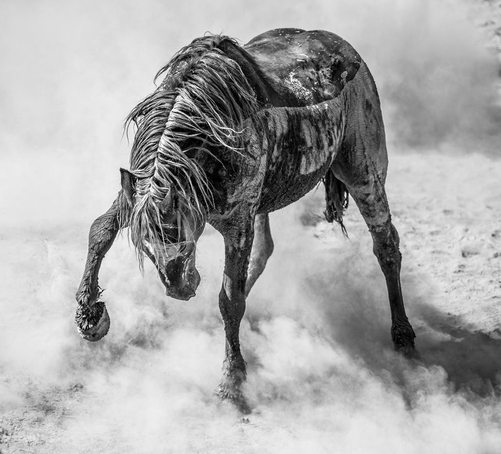 Black and white photo of a wild mustang stallion kicking up dust