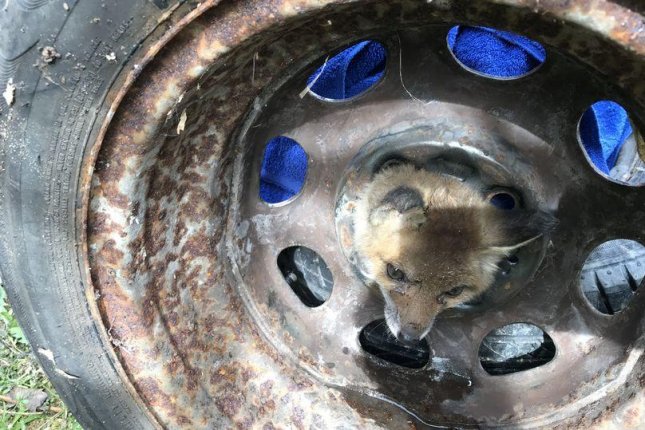 Animal rescuers remove fox cub's head from middle of tire