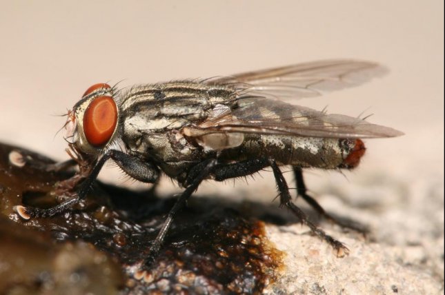 Bug explosion in California blamed on weather patterns