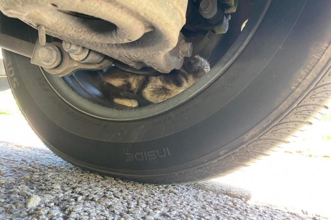 Hiding kitten rescued from inside rim of Florida driver's tire