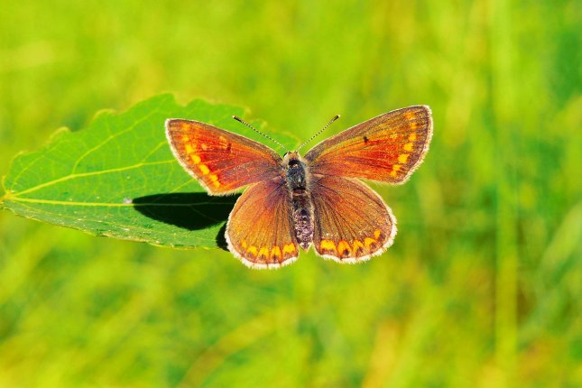 Study: Climate change, agriculture cut insect populations in half in some areas