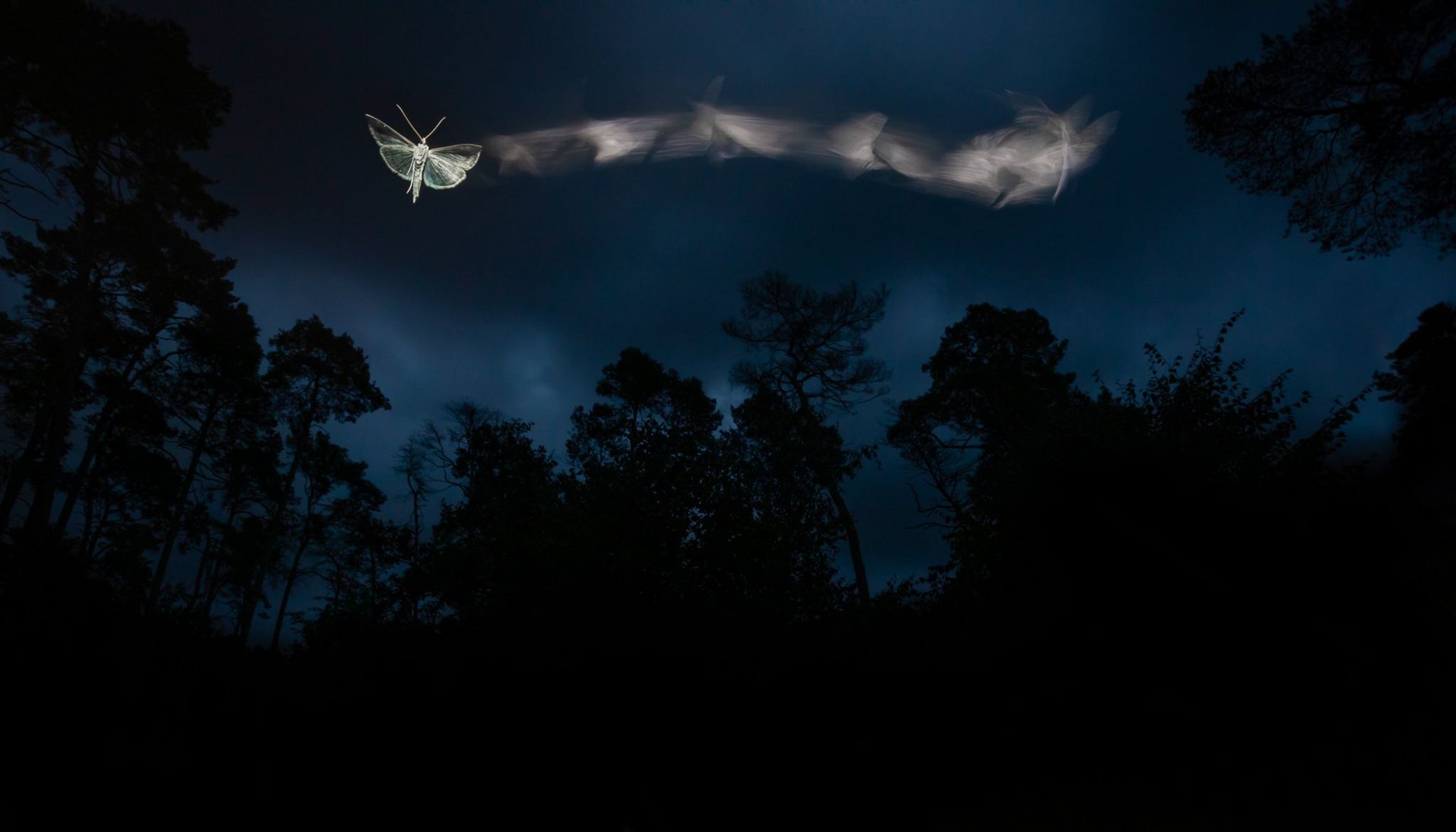 Moths at dusk in Őrségi National Park, Hungary.