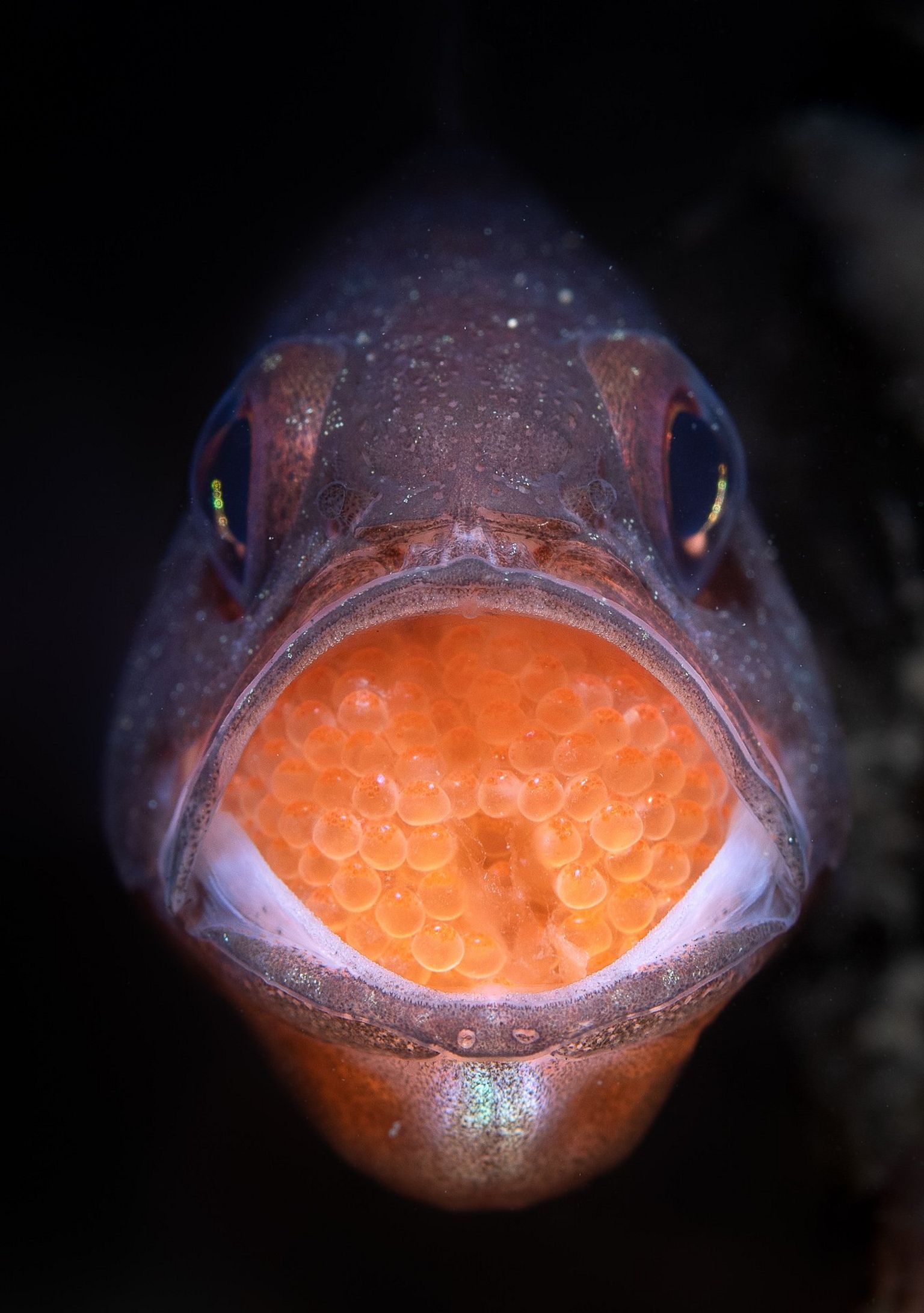 Eastern Gobbleguts fish carries eggs in its mouth.