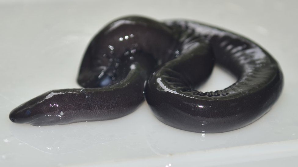 It turns out that caecilians - a group of limbless underwater amphibians - can 'talk'