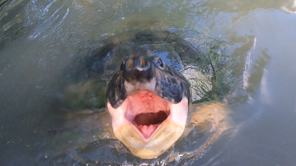 A South American river turtle sending a message during the research