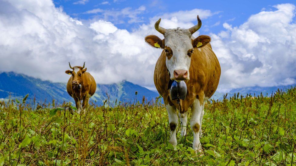 Cows in Switzerland