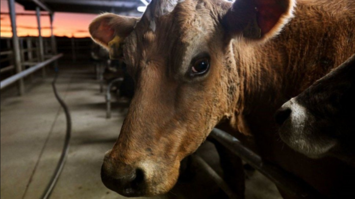 Cow