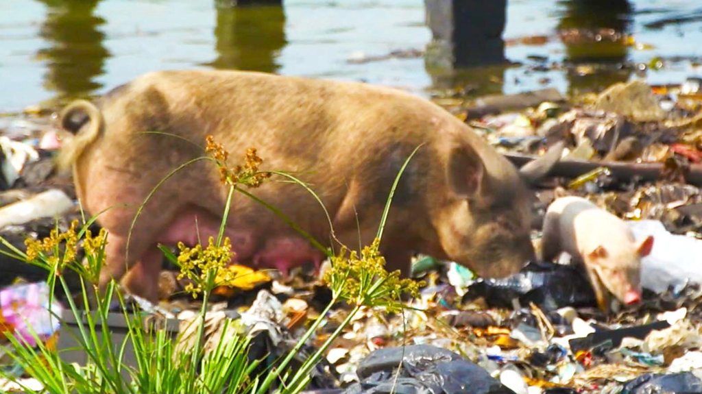 Pigs by the Niger river