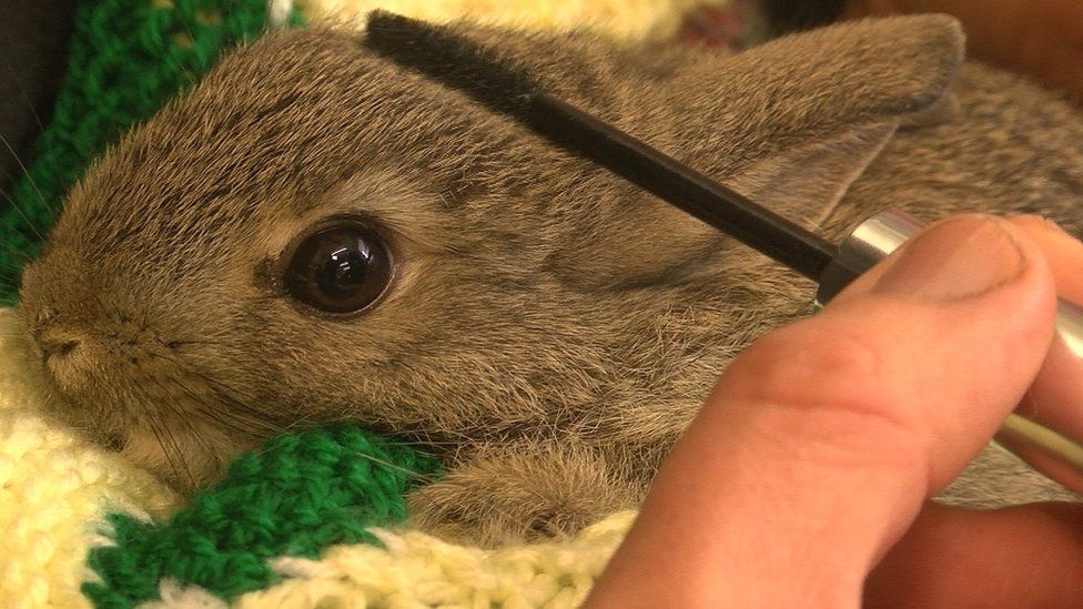 Rabbit being brushed
