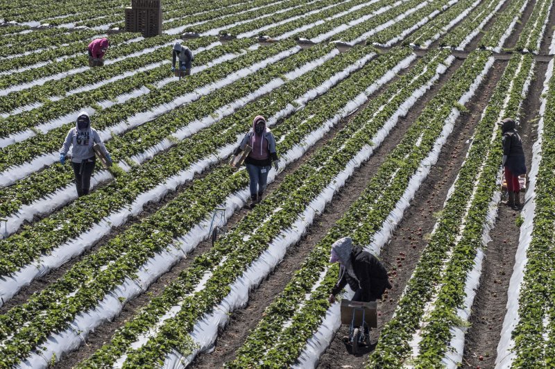 Farm workers pick strawberries in Marina, California on Tuesday, April 28, 2020. Bladimir Moreno was sentenced to 118 months in prison on racketeering and forced-labor conspiracy charges. File Photo by Terry Schmitt/UPI | <a href="/News_Photos/lp/9d69d2ae25d0809c02bf349b1b7b4cf7/" target="_blank">License Photo</a>
