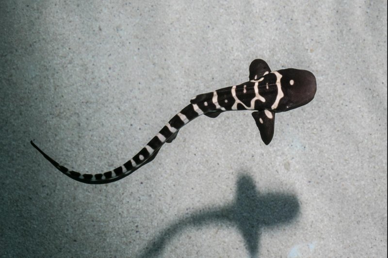 Researchers at Chicago's Shedd Aquarium documented the case of a female zebra shark who hatched pups from eggs that were fertilized with her own genetic material. Photo courtesy of the Shedd Aquarium/Brenna Hernandez