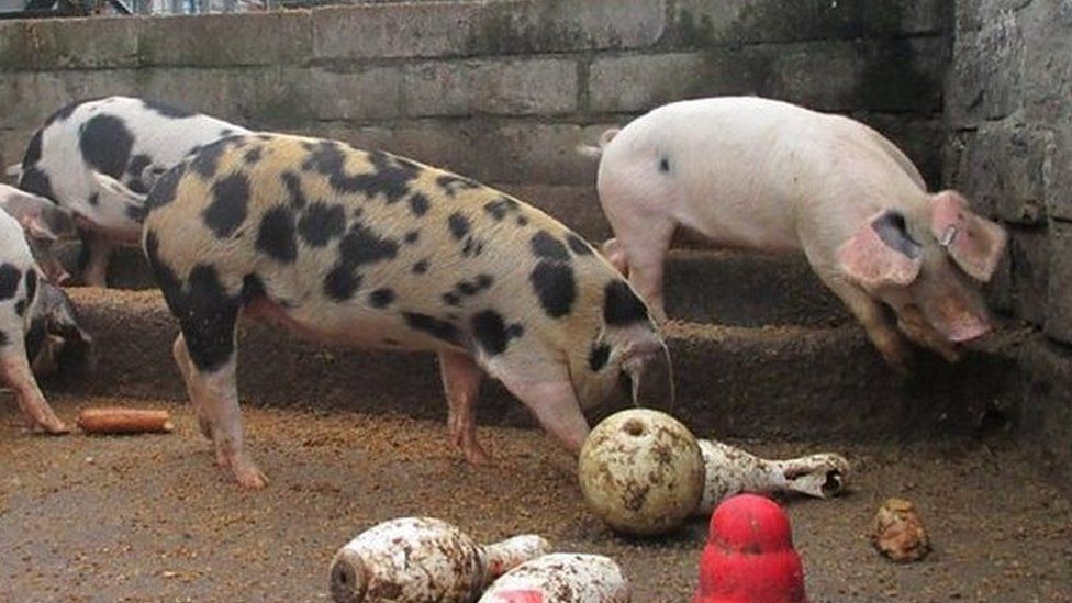 Pigs at Gorgie City Farm