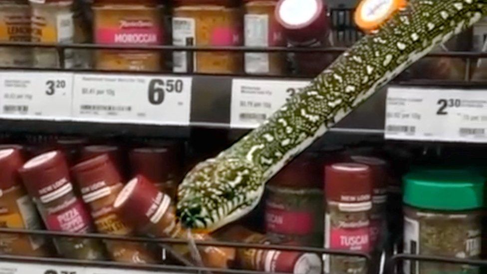 The snake appeared in the spices section