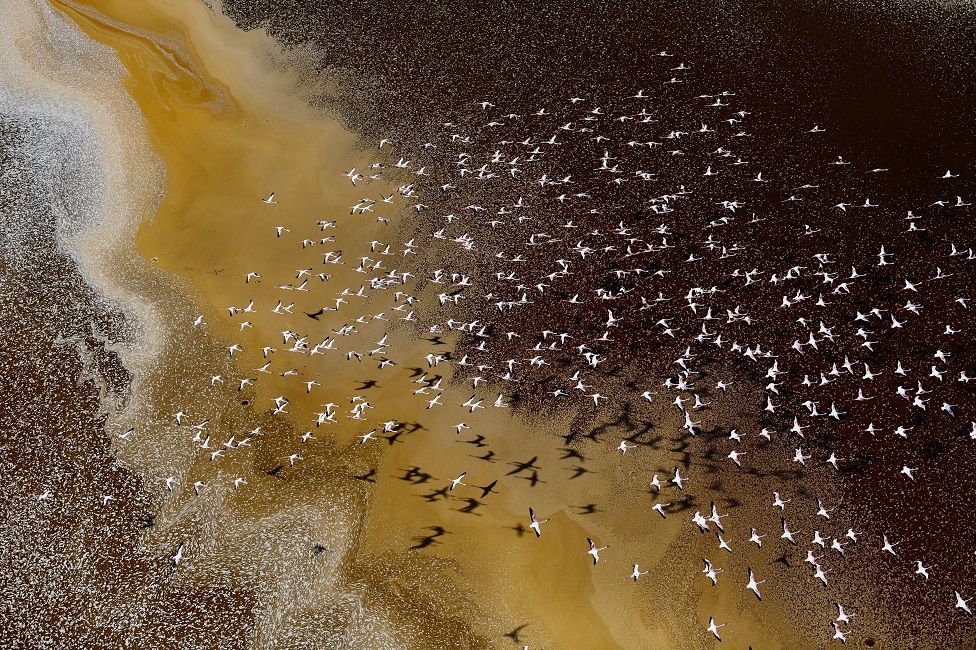 The winning photo of the Young Environmental Photographer of the Year category shows lesser flamingoes photographed over Lake Magadi and Lake Natron, Southern Rift Valley in Kenya. The two water bodies were once a single freshwater lake but today the two lakes are highly concentrated salt pans, severely alkaline and toxic to most forms of animal and plant life. The lesser flamingoes are an exception because of their biological makeup, and the birds love to feed on the algae that thrive on the surface.