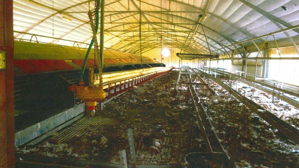 Chicken shed