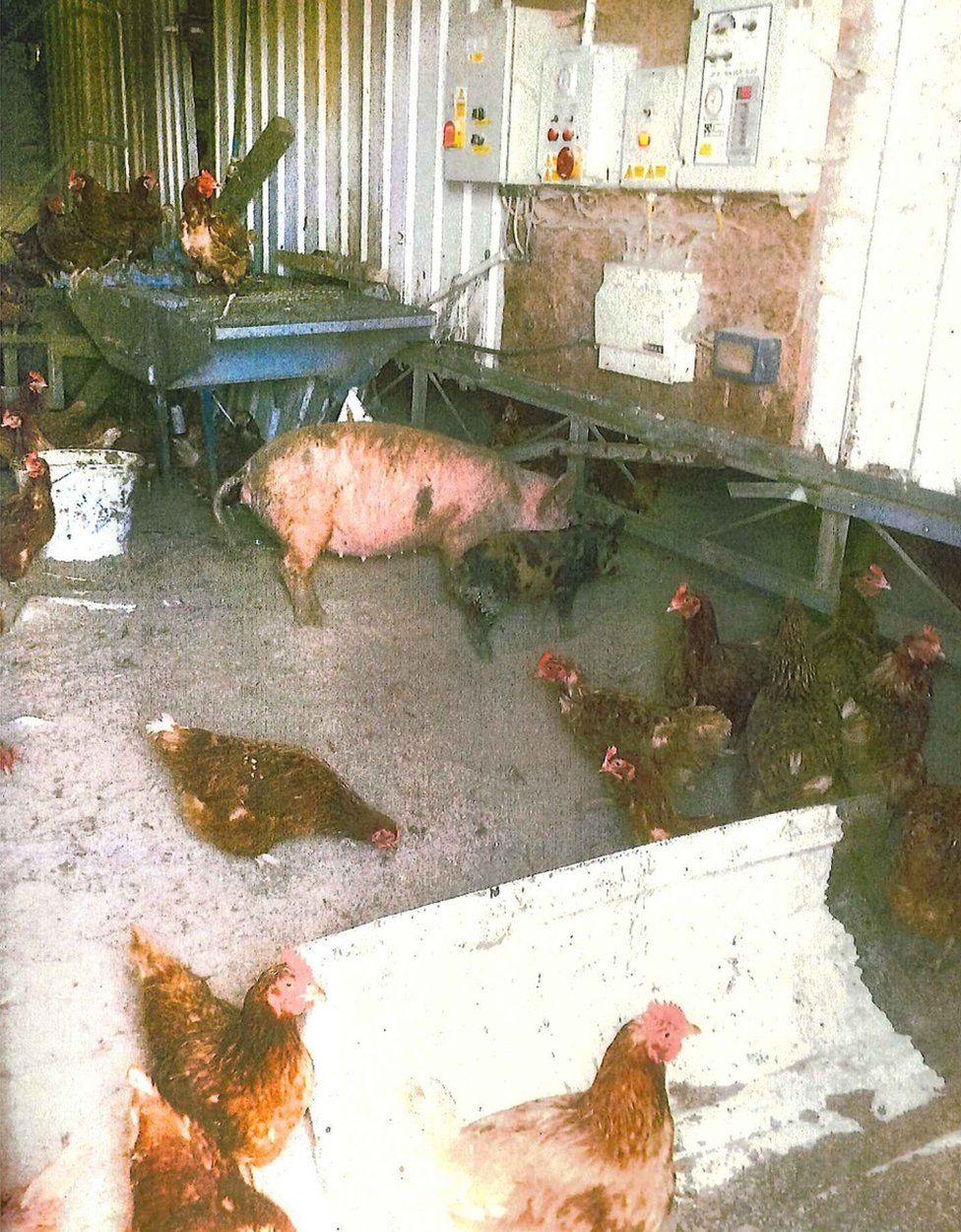 Pigs and hens