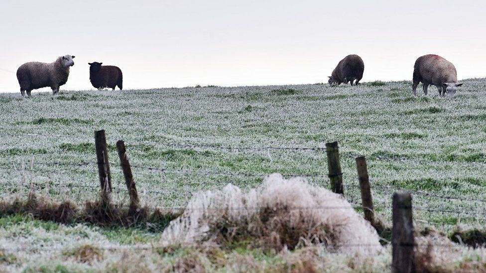 Sheep in a frosty field