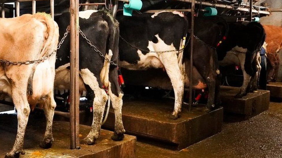 Dairy cows in stalls for milking
