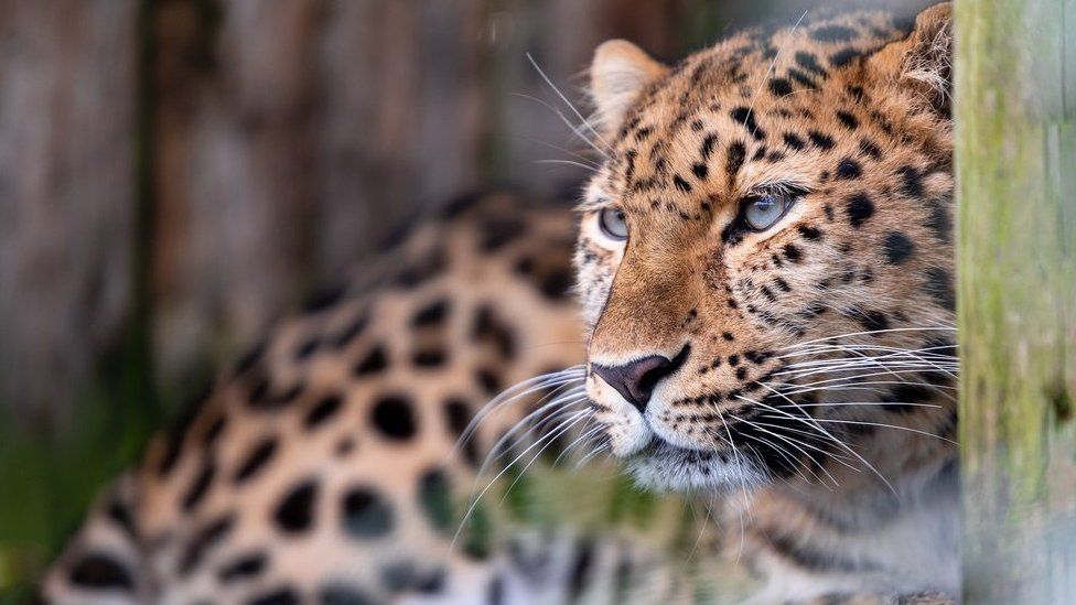 Leia the Amur leopard