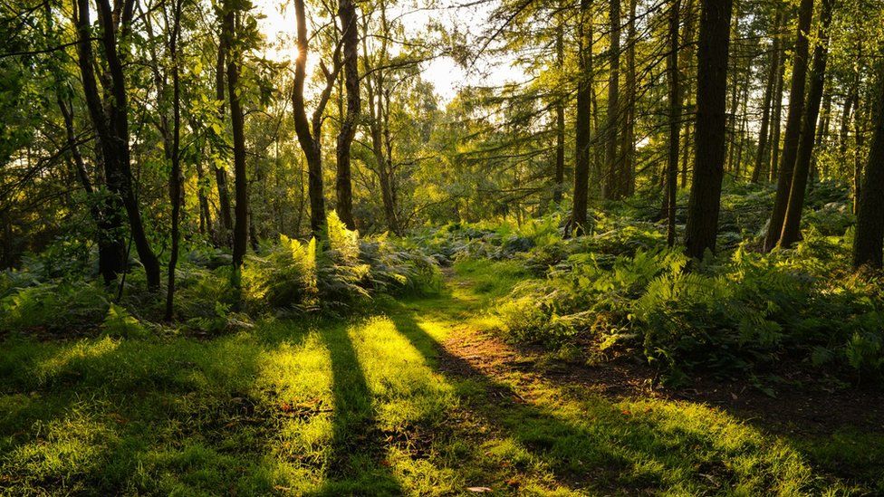 Woodland with sun through trees