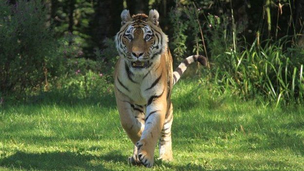 Turlough the tiger at Longleat Safari and Adventure Park