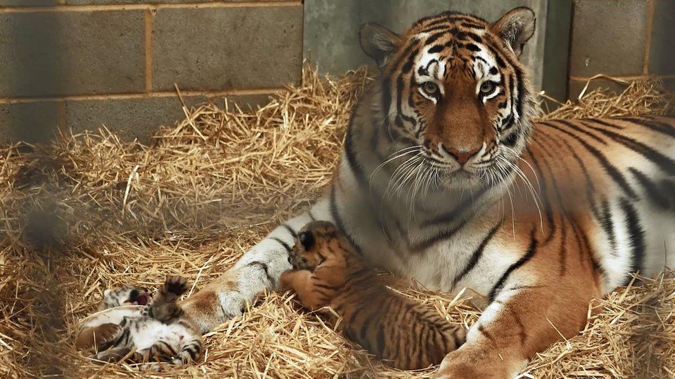 Minerva the Amur tiger with cubs