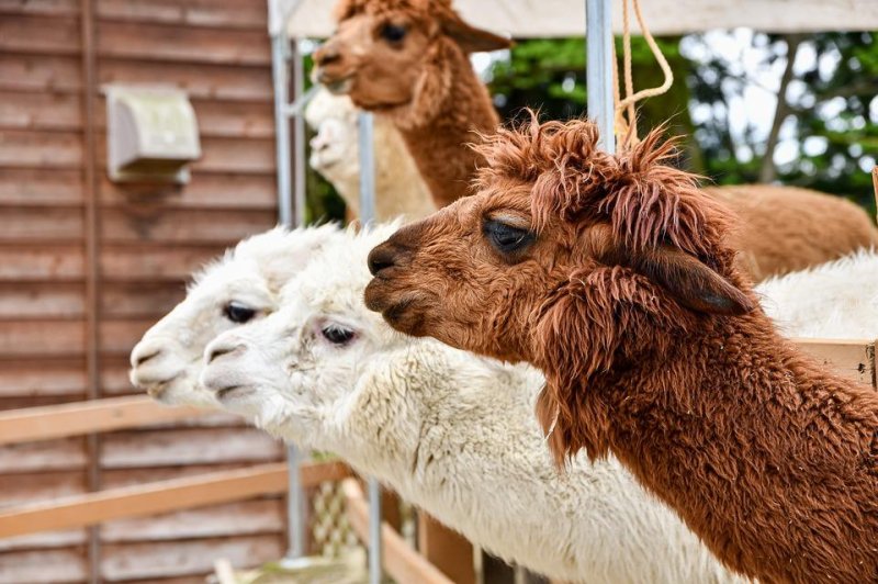 A New Zealand couple said their alpaca, who celebrated his 25th birthday on Jan. 2, might be the oldest member of his species in the world. <a href="https://pixabay.com/photos/alpaca-animals-ranch-landscape-7169203/">Photo by Johnny_px/Pixabay.com</a>
